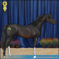 Horse Color:Brown 