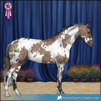 Horse Color:White Spotted Liver Red Dun Blanket