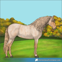 Horse Color:Red Roan 