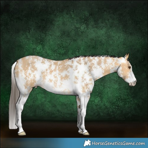 Horse Color:Buckskin Dun Sabino 