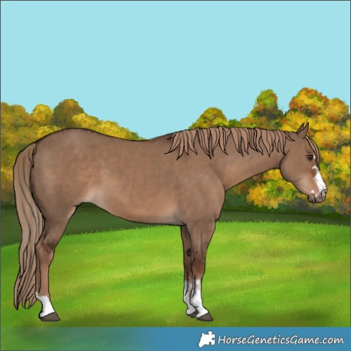 Horse Color:Liver Red Dun  and Liver Red Dun 