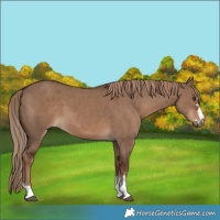 Horse Color:Liver Red Dun  and Liver Red Dun 