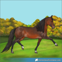 Horse Color:Brown 