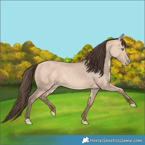 Horse Color:Amber Champagne Dun 