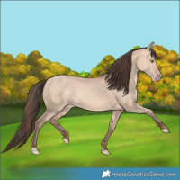 Horse Color:Amber Champagne Dun 
