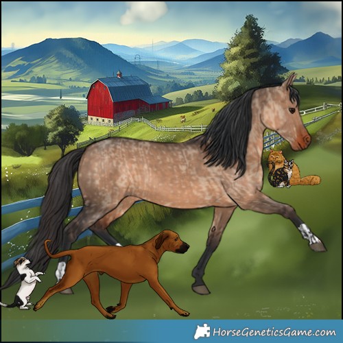 Horse Color:Brown Dun and Brown Dun