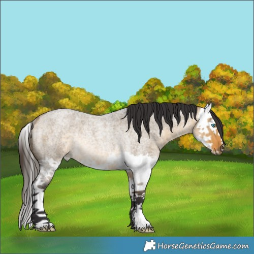 Horse Color:Buckskin Roan Dun Splash Rabicano 