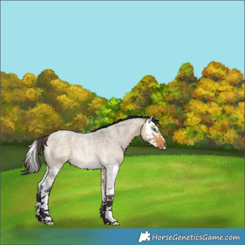 Horse Color:Buckskin Roan Dun Splash Rabicano 