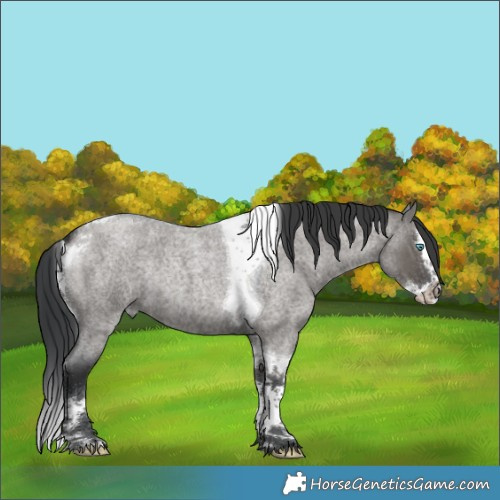 Horse Color:Grullo Roan Splash Tobiano Rabicano 