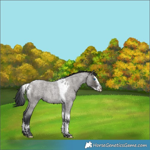 Horse Color:Grullo Roan Splash Tobiano Rabicano 