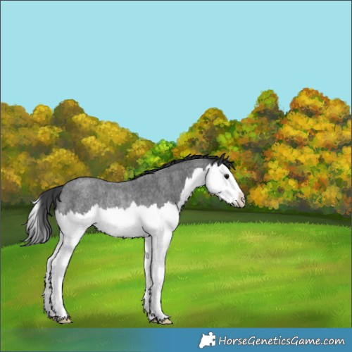 Horse Color:Blue Roan Splash Rabicano 