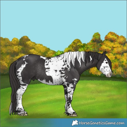Horse Color:Smoky Black Splash Tobiano Rabicano 