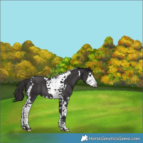 Horse Color:Smoky Black Splash Tobiano Rabicano