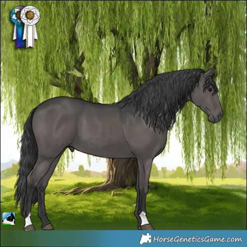 Horse Color:Black 
