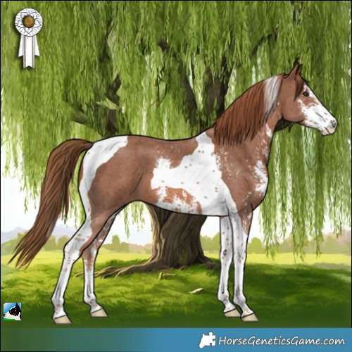 Horse Color:Chestnut Sabino Tobiano 