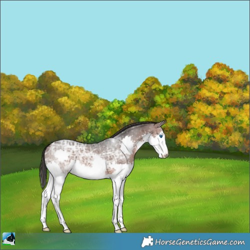 Horse Color:Brown Ice Splash 