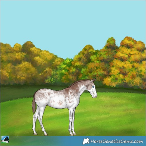 Horse Color:Liver Chestnut Ice Sabino Splash 