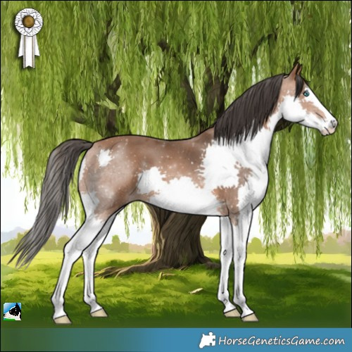 Horse Color:Bay Splash 