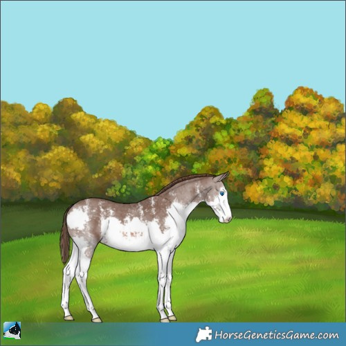 Horse Color:Liver Chestnut Sabino Splash