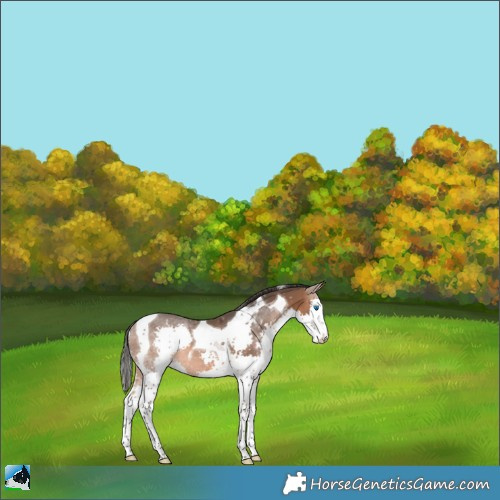 Horse Color:Bay Splash Tobiano 