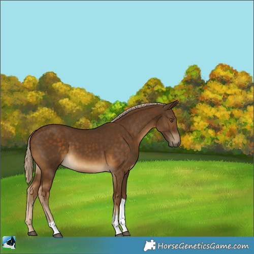 Horse Color:Chocolate Palomino Tobiano 