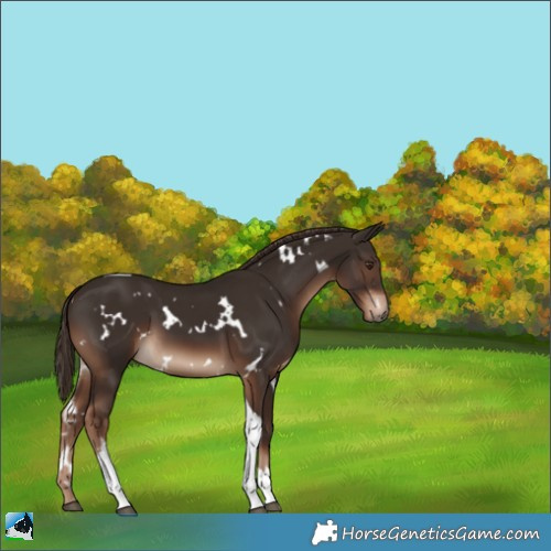 Horse Color:White Spotted Liver Chestnut Tobiano 