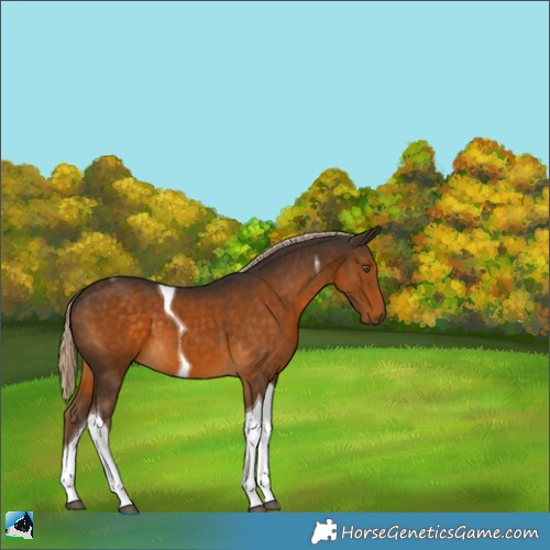 Horse Color:Chocolate Palomino Tobiano 