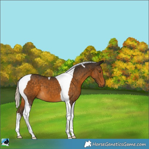 Horse Color:Chocolate Palomino Tobiano 