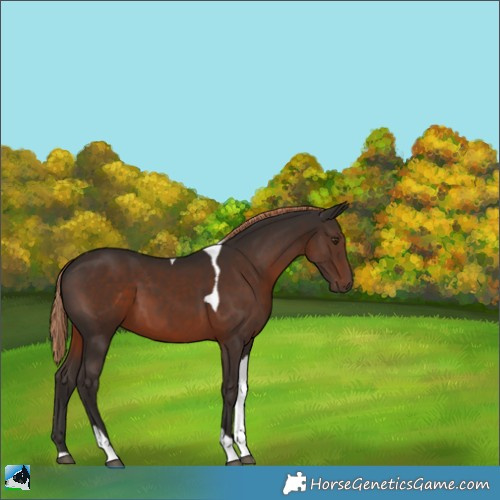Horse Color:Liver Chestnut Tobiano 