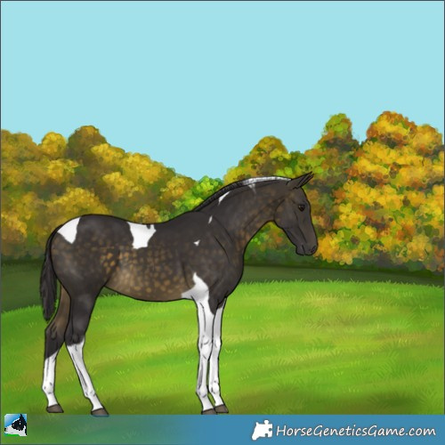 Horse Color:Buckskin Tobiano 