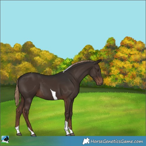 Horse Color:Liver Chestnut Tobiano 