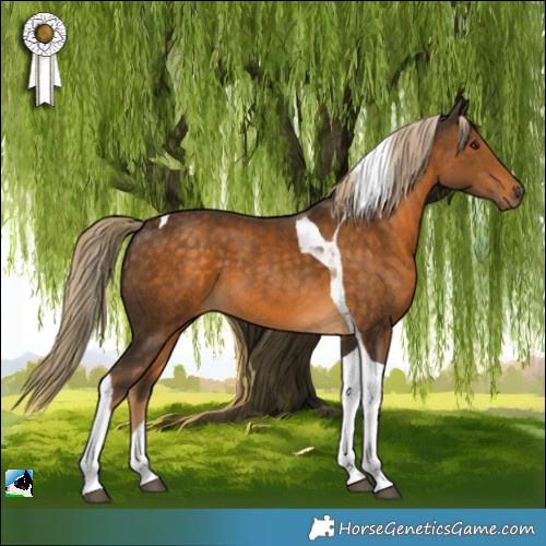Horse Color:Chocolate Palomino Tobiano 