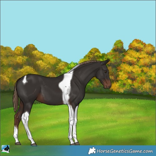 Horse Color:Liver Chestnut Tobiano 