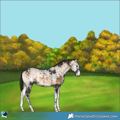 Horse Color:Gray Plaid  Brown Ice Onyx Rabicano 