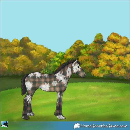 Horse Color:Plaid  Brown Ice Rabicano 