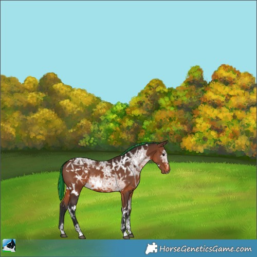 Horse Color:Painted White Spotted Brown Ice Rabicano 