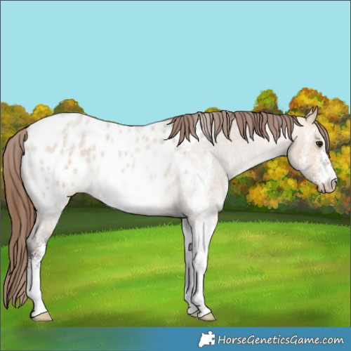 Horse Color:White Spotted Bay Roan Dun Appaloosa 