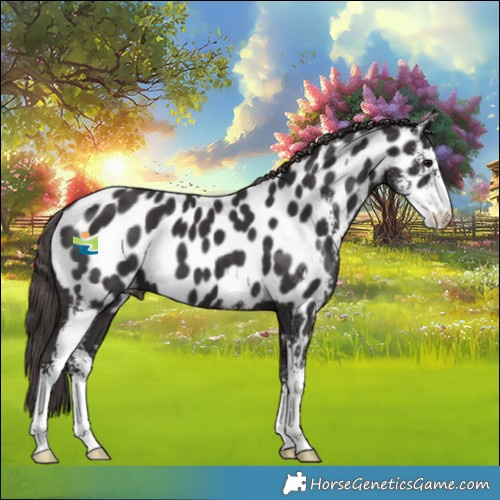 Horse Color:Smoky Black Sabino Appaloosa 