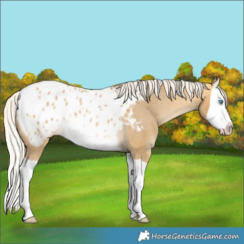 Horse Color:Silver Buckskin Dun Splash Appaloosa Rabicano 