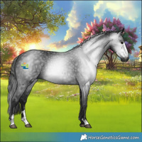 Horse Color:Gray Black Sabino Rabicano 