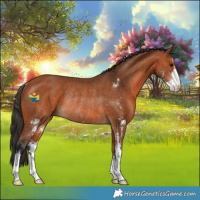 Horse Color:Bay Sabino Rabicano 