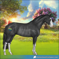 Horse Color:White Spotted Black Rabicano 