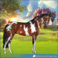 Horse Color:Gray Bay Sabino 