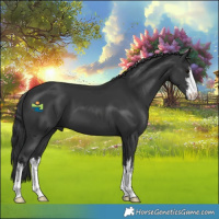 Horse Color:White Spotted Black 