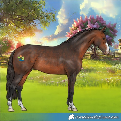 Horse Color:Bay Appaloosa Rabicano 
