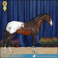 Horse Color:Brown Appaloosa 
