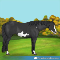 Horse Color:Black Frame 