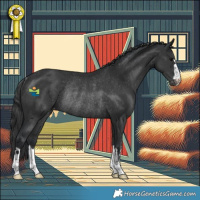 Horse Color:Black Appaloosa Rabicano 