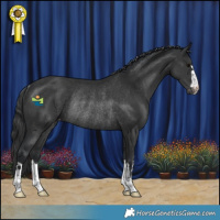 Horse Color:Black Appaloosa Rabicano 