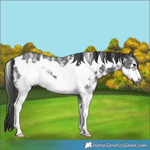 Horse Color:Black Sabino Frame 